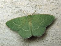 Chlorissa viridata