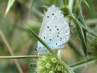 Celastrina argiolus