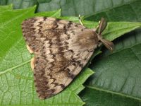 Lymantria dispar