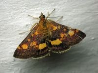 Pyrausta purpuralis