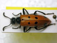 Mylabris fabricii