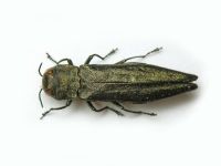 Agrilus (Agrilus) viridis viridis