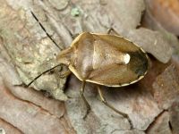 Chlorochroa pinicola