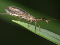 Xanthostigma xanthostigma