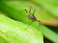 Aphididae