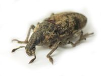 Pachycerus segnis