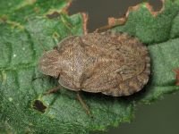 Sciocoris homalonotus