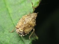 Staria lunata