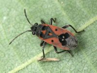 Melanocoryphus tristrami