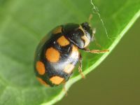 Coccinula quatuordecimpustulata
