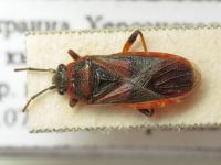 Arocatus melanocephalus