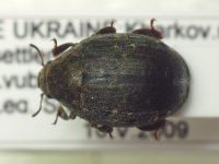 Byrrhus pilula pilula