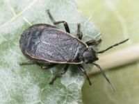Pyrrhocoris marginatus