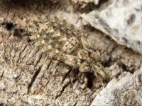 Aradus corticalis