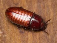 Uloma culinaris