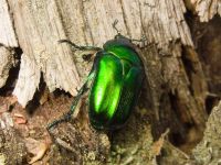 Protaetia affinis