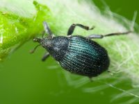 Ceutorhynchus barbareae