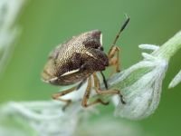 Rubiconia intermedia