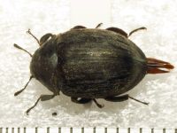 Byrrhus pilula