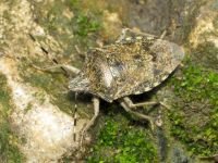Rhaphigaster nebulosa