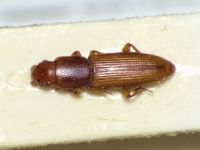 Rhizophagus brancsiki