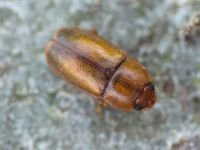 Epuraea