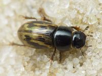 Aphodius