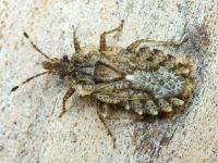 Aradus betulae