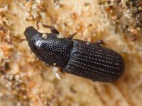 Brachytemnus porcatus