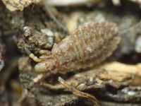 Aradus cinnamomeus