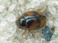 Scymnus frontalis