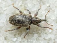 Dorytomus rubrirostris