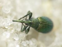 Pseudoprotapion ergenense