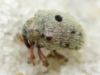 Cionus olens