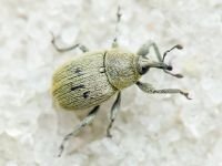 Rhinusa neta
