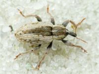 Hypera (Hypera) postica