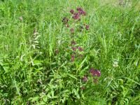Origanum vulgare