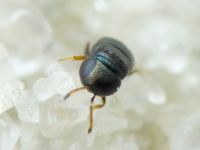 Choreia inepta