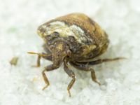 Vilpianus galii
