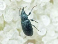 Gymnetron melanarium