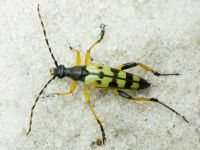 Rutpela maculata