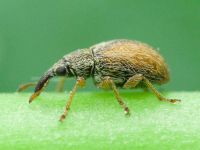 Malvapion malvae
