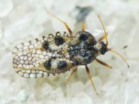 Dictyla rotundata