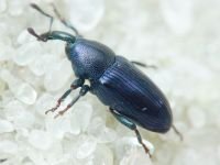 Aulacobaris picicornis