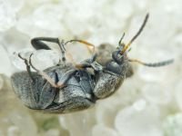 Bruchidius pusillus