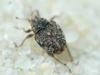 Rhinoncus bruchoides