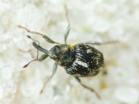Coeliastes lamii