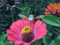 Macroglossum stellatarum