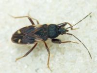 Eremocoris podagricus