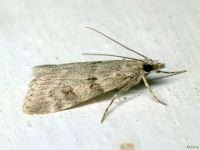 Scoparia
